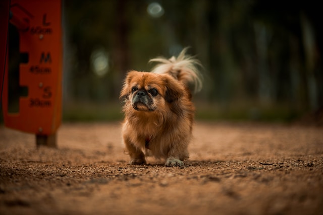 10-razze-di-cani-da-non-scegliere-se-hai-bambini