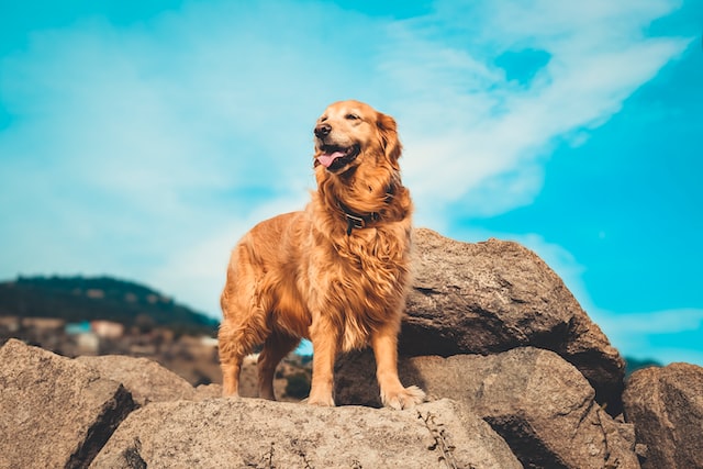 i-10-nomi-per-cani-pi-belli