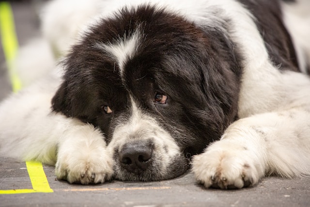 i-10-nomi-per-cani-pi-belli