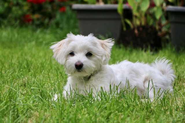 i-10-nomi-per-cani-pi-belli